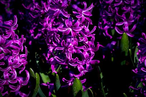 Jacinthe au Keukenhof