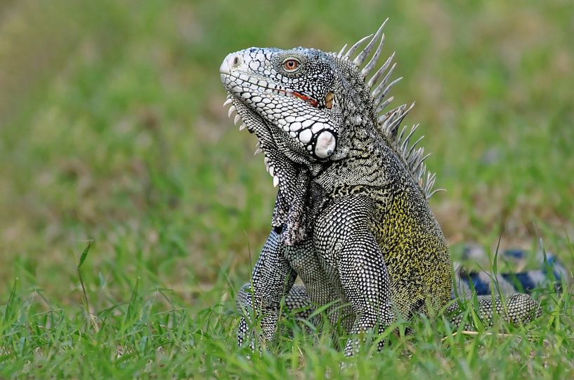 green iguana on Curaçao by Tilly Meijer