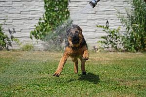 Chienne de berger (chiot) jouant avec de l'eau