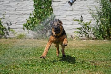 Schapenhond (puppy) speelt met water
