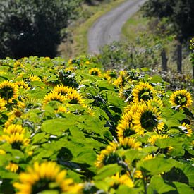 Zonnebloemen van Anneke Wever