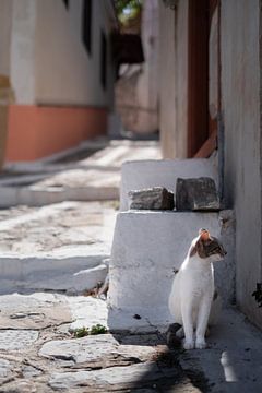 Grieks katje in sfeervol straatje in het oude gedeelte van Vathy (Samos-stad) van Angelique van Esch