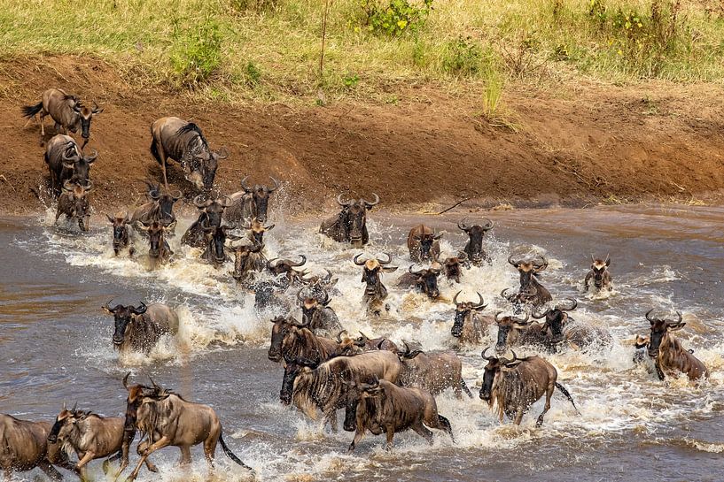 Gnus überqueren den Mara-Fluss von Peter van Dam