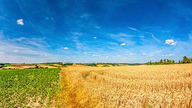 Grain fields in summer by Günter Albers