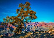 Boom voor de Grand Canyon, VS van Rietje Bulthuis thumbnail