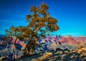 Baum für den Grand Canyon, USA