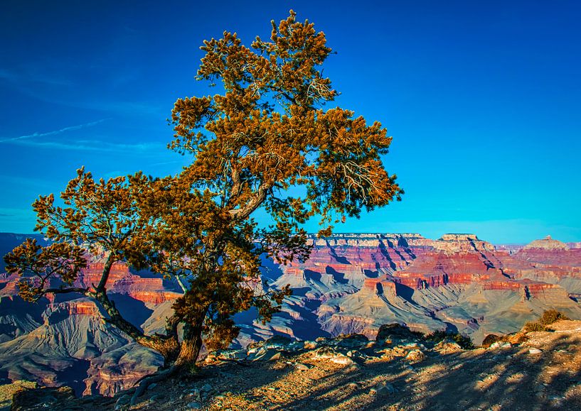 Boom voor de Grand Canyon, VS van Rietje Bulthuis