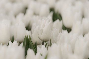 Gouttes de pluie sur des tulipes blanches sur Ans Bastiaanssen