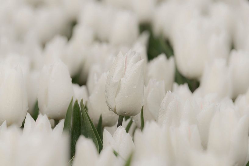 Regentropfen auf weißen Tulpen von Ans Bastiaanssen