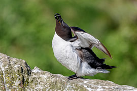 Tordalk (Alca torda)