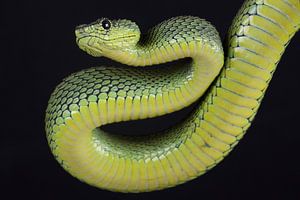 Vipère arboricole de Nitsche (Atheris nitschei)