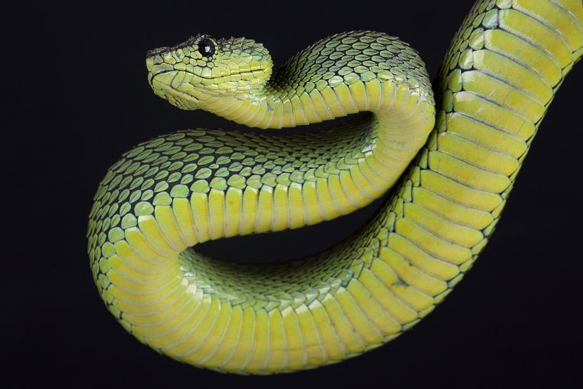 Great Lakes Bush Viper (Atheris nitschei) by Ronald Pol