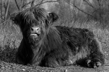 Schotse Hooglander in zwart-wit van Peter Bartelings