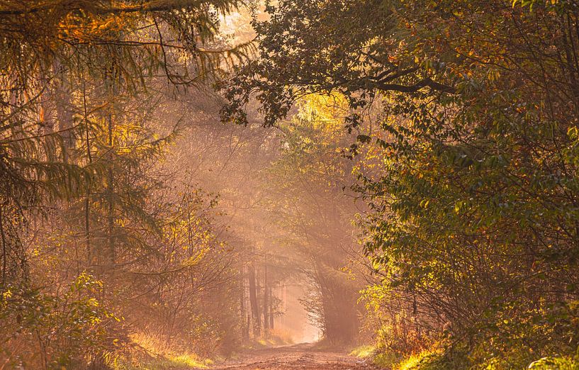 Picturesque forest scene by Marloes ten Brinke