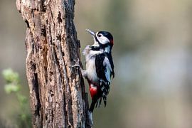 Grote bonte specht van Merijn Loch