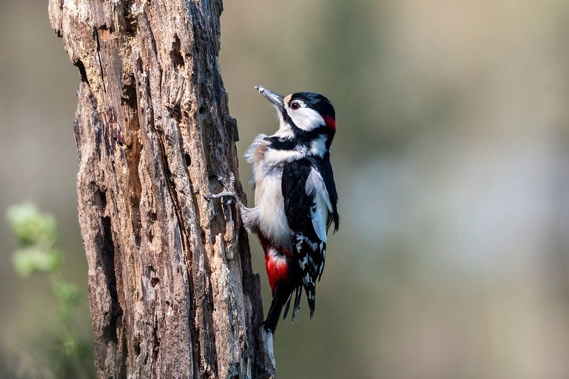 Pic épeiche par Merijn Loch