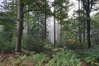 Mystic trees in the forest