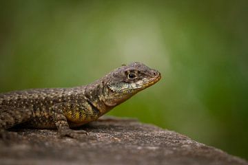 Amazon lava lizard van BL Photography