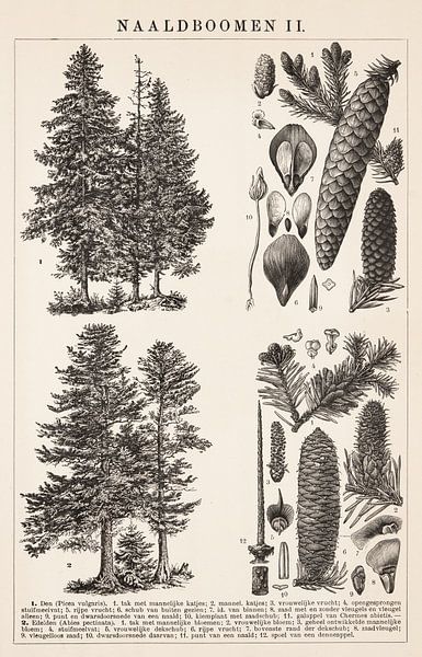 Impression botanique Conifères II par Studio Wunderkammer