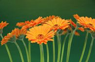 Gerbera Blumen Orange - Asteraceae von Christel Bekkers Miniaturansicht