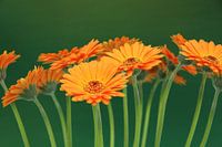 Fleurs de Gerbera Orange - Asteraceae