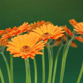 Gerbera Bloemen Oranje - Asteraceae van Christel Bekkers