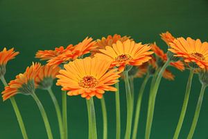 Gerbera Bloemen Oranje - Asteraceae