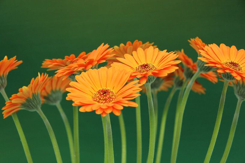 Gerbera Blumen Orange - Asteraceae von Christel Bekkers