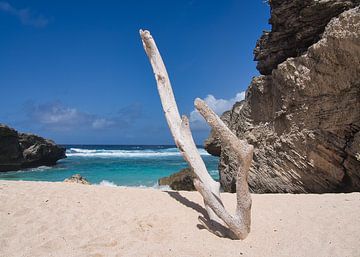 Arbre sec sur la plage sur Christine Baumgartner