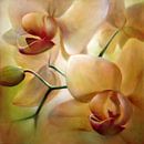 Orchideen von Annette Schmucker Miniaturansicht