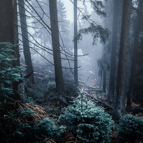 Forêt de brouillard 008