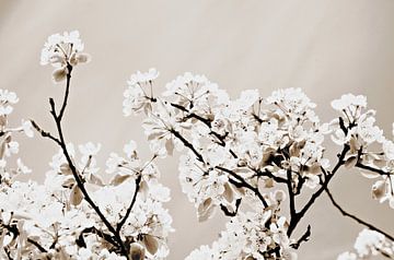 Blüte im Sepia von Jessica Berendsen
