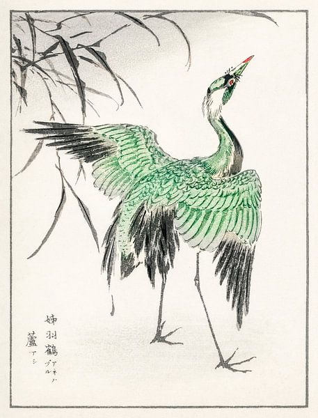 Jufferkraanvogel en riet illustratie door Numata Kashu van Studio POPPY