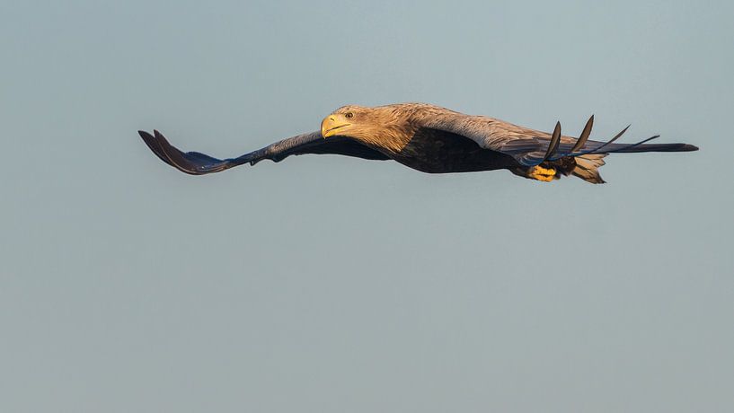 Zeearend in de vlucht par Erik Veldkamp