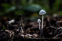 Mushrooms