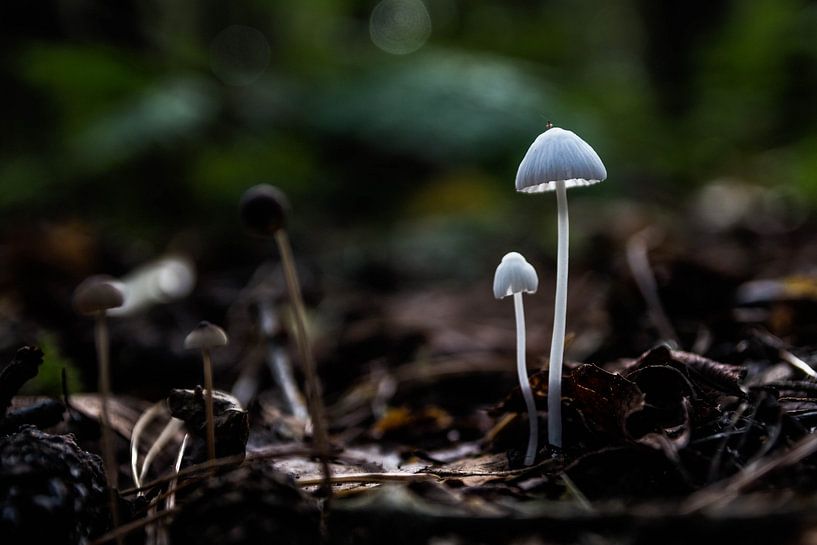 Paddenstoelen van Kristof Mentens