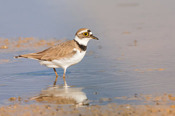 oiseau de plage