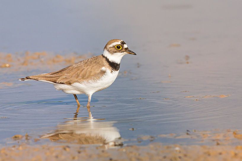strandvogeltje van Kris Hermans