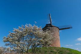 Blossom and a traditional Dutch windmill by Patrick Verhoef