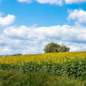 zonnebloemen veld in Luxemburg van John Ouds