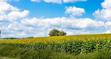Sonnenblumenfeld in Luxemburg von John Ouds