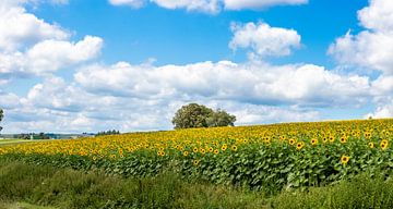 Sonnenblumenfeld in Luxemburg