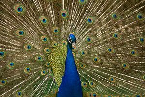 Proud as a peacock by Arno van Alebeek