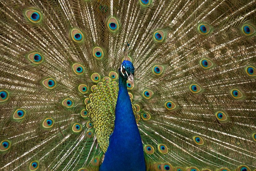 Stolz wie ein Pfau von Arno van Alebeek