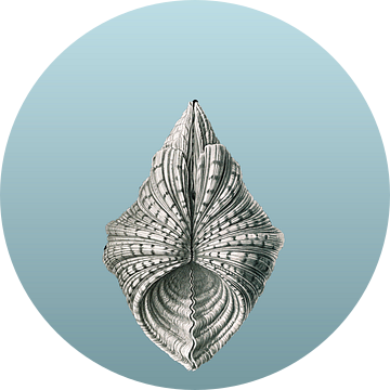 Ernst Haeckel, mossel, mollusk. Acephala, Muscheln