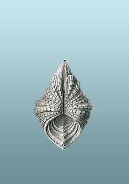 Ernst Haeckel, mossel, mollusk. Acephala, Muscheln