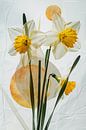 Narcissen - Helder narcissen-kunstwerk van Poster Art Shop thumbnail