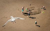Gull above the beach of Scheveningen
