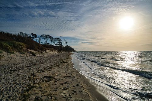 Bomen op het strand van de Baltische Zee. Klein bos