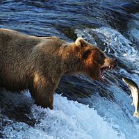 Motive für Bärenliebhaber